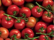 Or rouge, la tomate pourrait préfigurer le futur de notre alimentation, selon Rémy Lucas