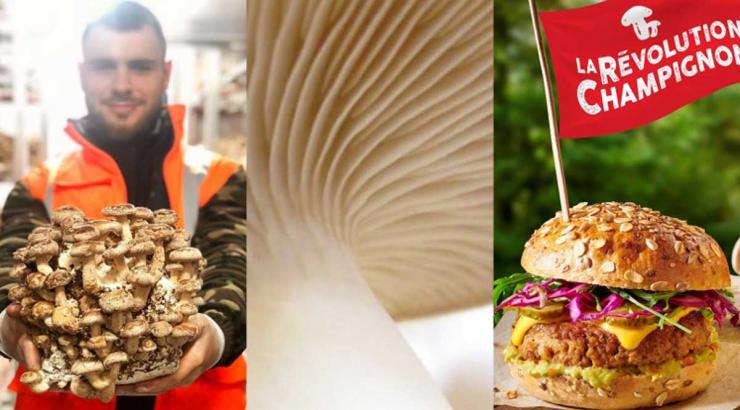 foodtech : la startup pleurette lève 2.5 M€ pour faire sa révolution champignon et des burgers végétaux